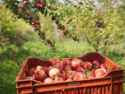 How Long Do Freshly Picked Apples Last?
